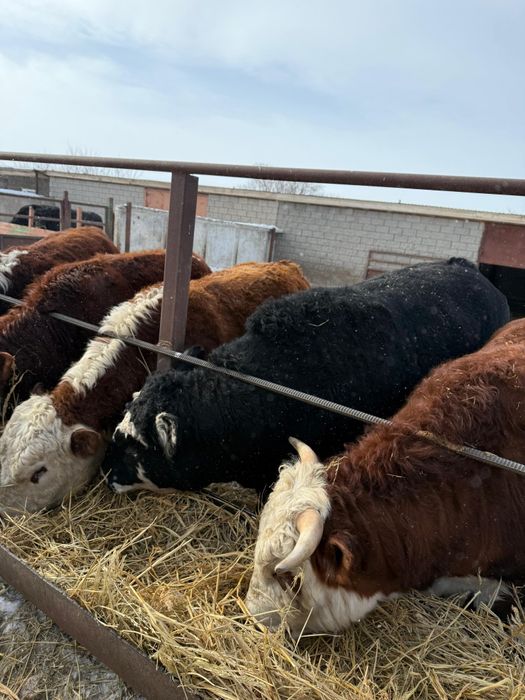 Продам быков 2-годовалых