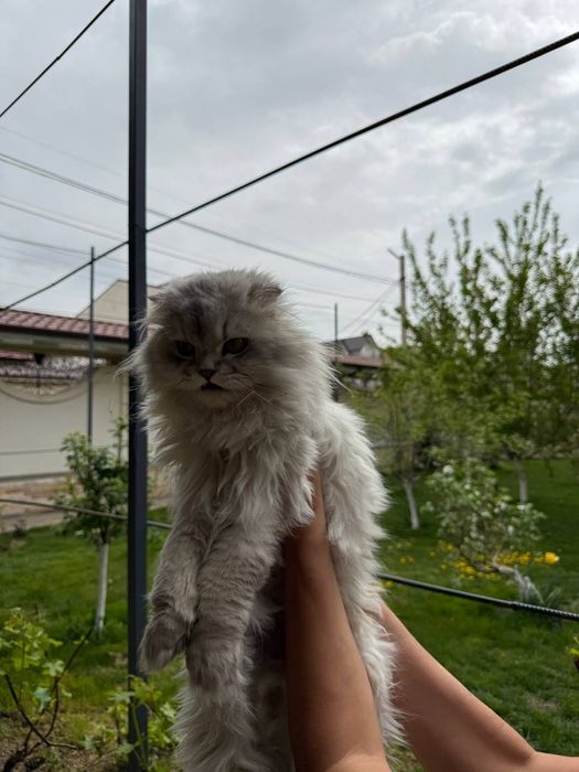 продается готовый к вязке кот,scottish highlend