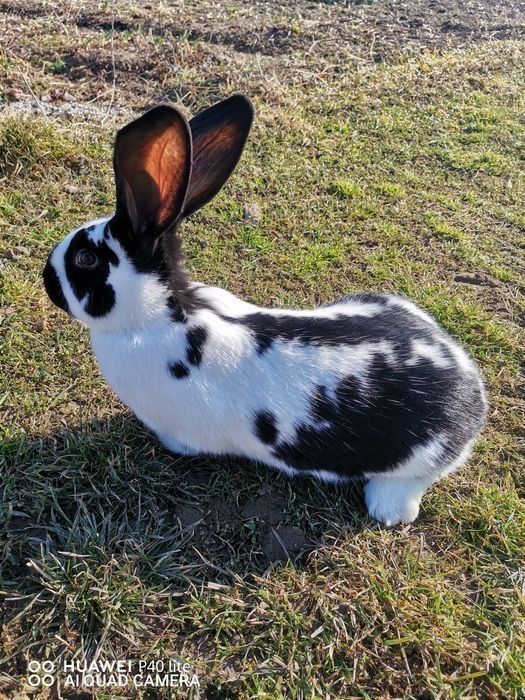 Vând iepuri de la 2 la 5 luni