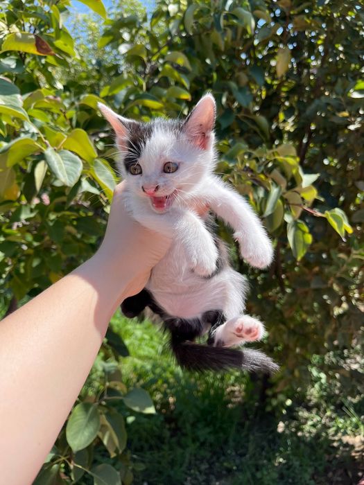 Маленькие котята