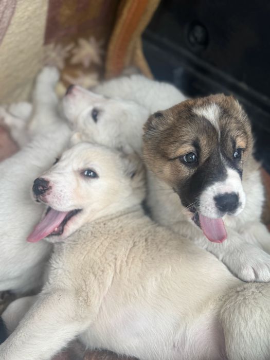 Продаю щенков алабая