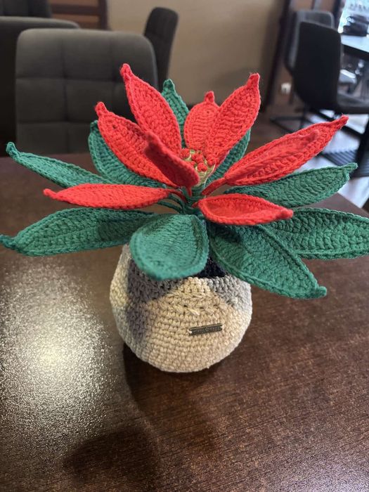 Коледна звезда в саксия