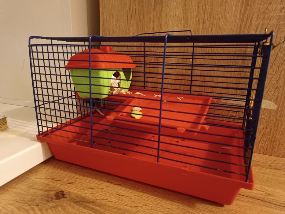 Продам двух Хомяков