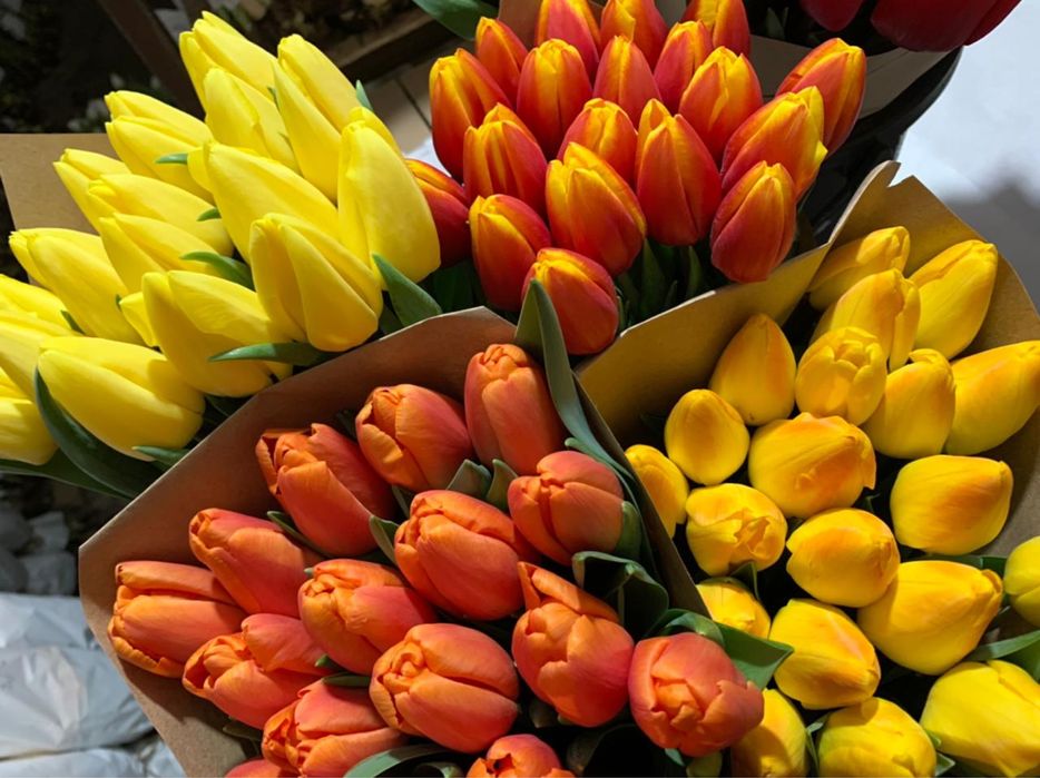 Тюльпан оптом и в розницу