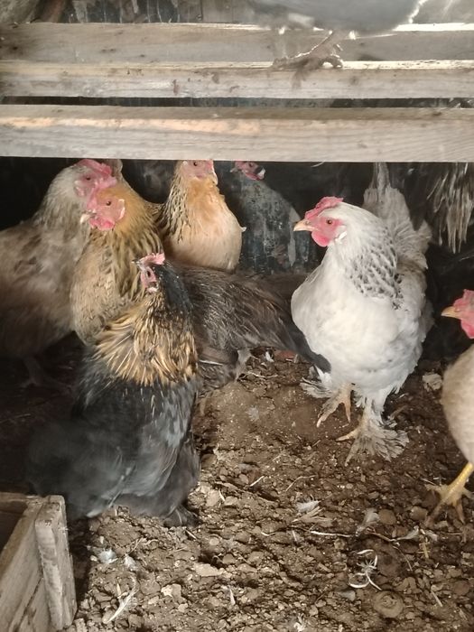 Продам домашные куры