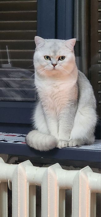 Serbristiy shenshilla vyaskaga