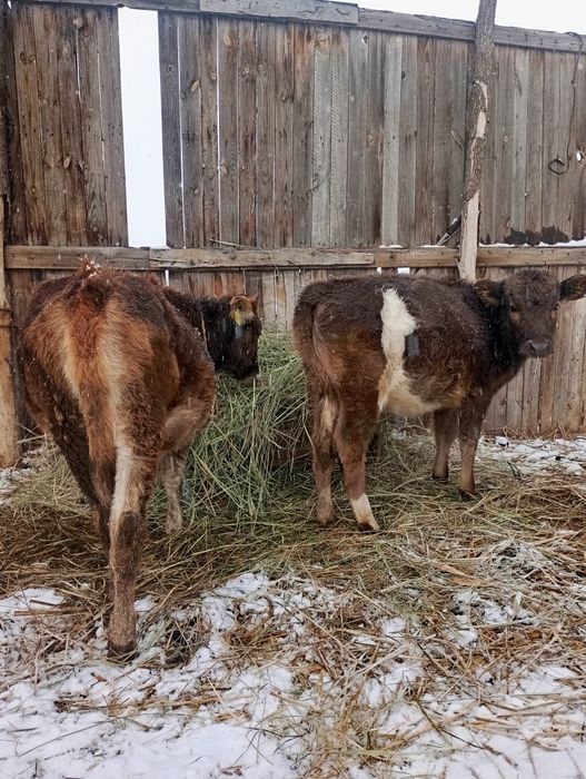 Крупнно рогатый Скотт