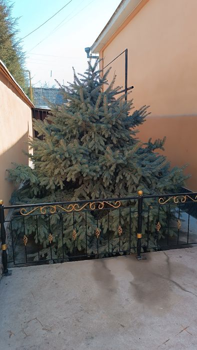 ГОЛУБАЯ ЕЛЬ - Продается Срочно!!!