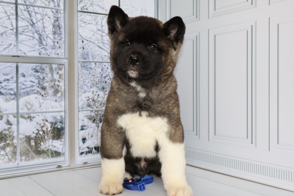 Американская акита