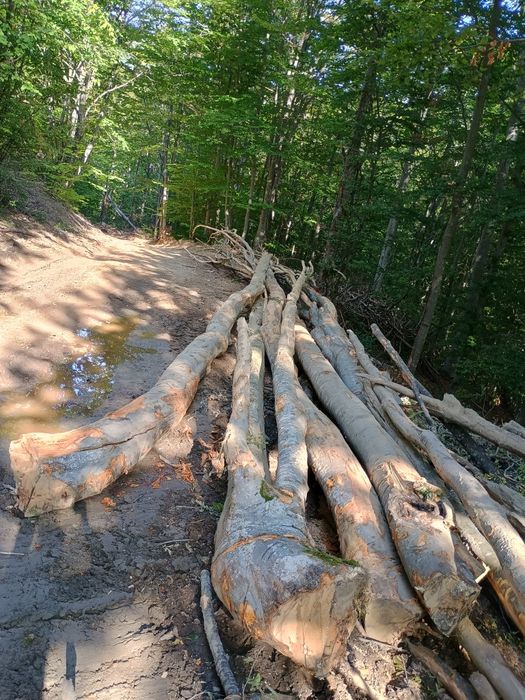 Lemne fag  350 lei mster