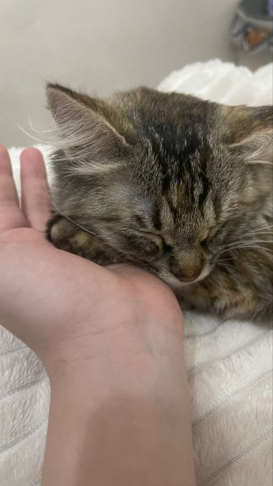 Продается кошка.1500тг