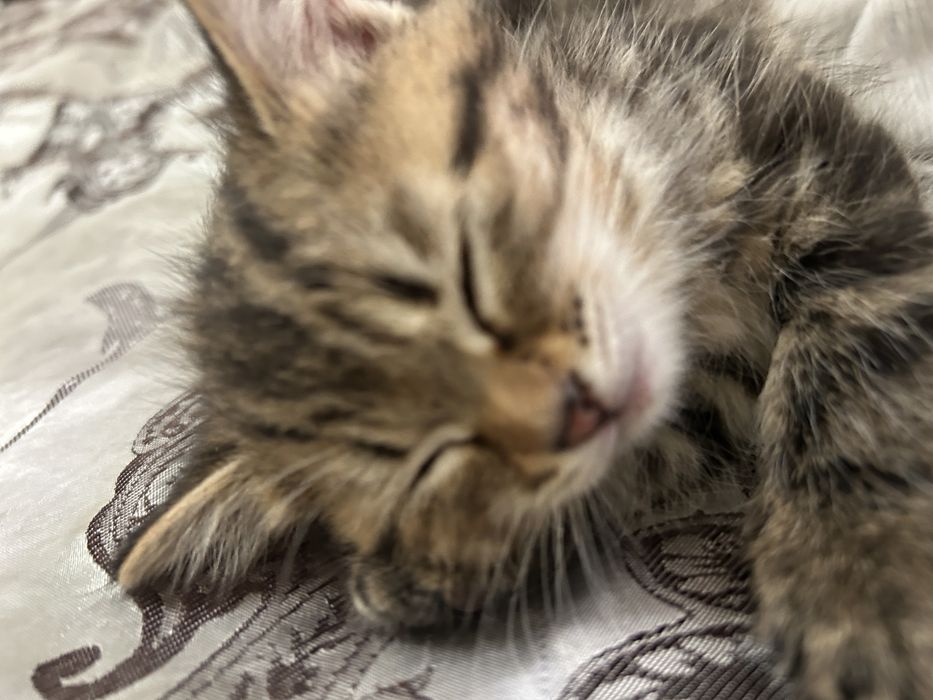 Пропал котёнок помогите найти