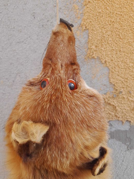 Обработена кожа от лисица