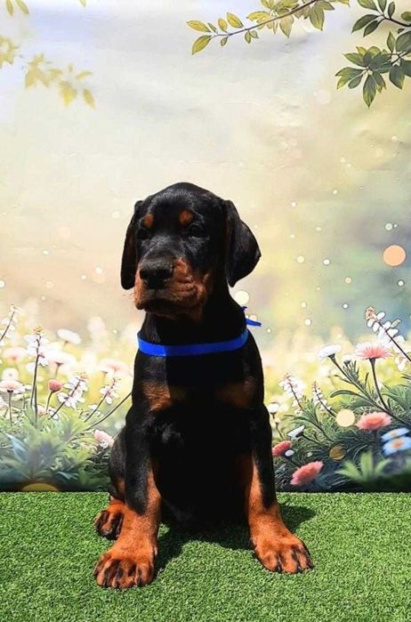 Pui de Doberman European de calitate  superioară