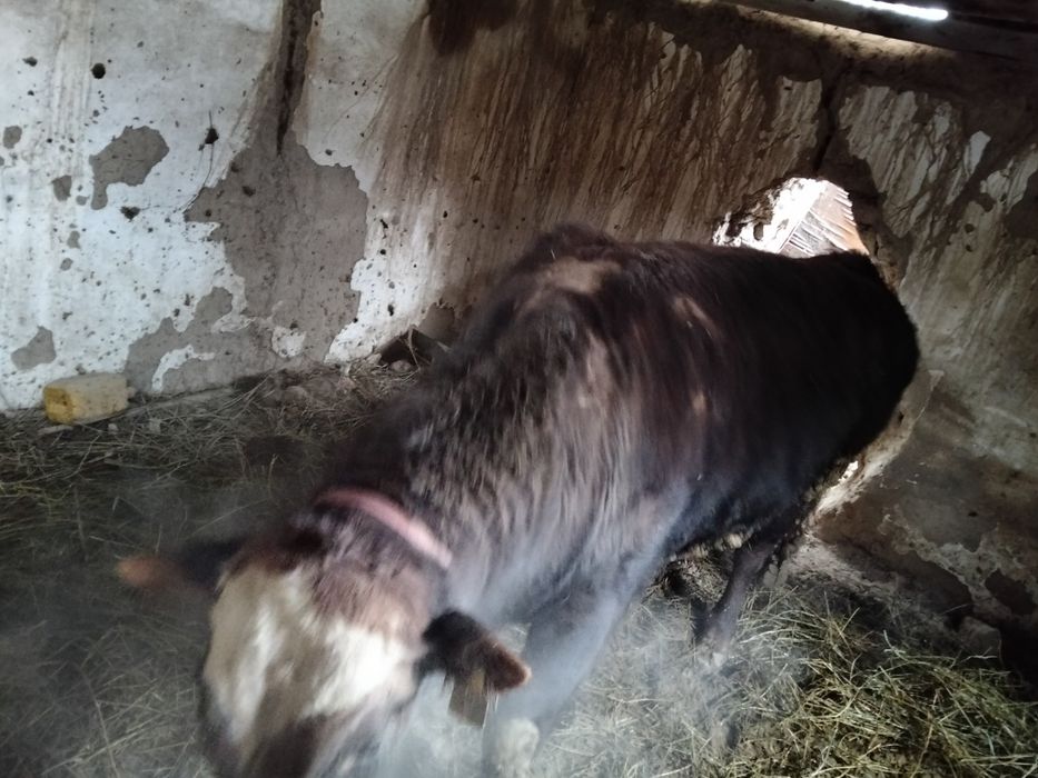 Продам бычка породистый