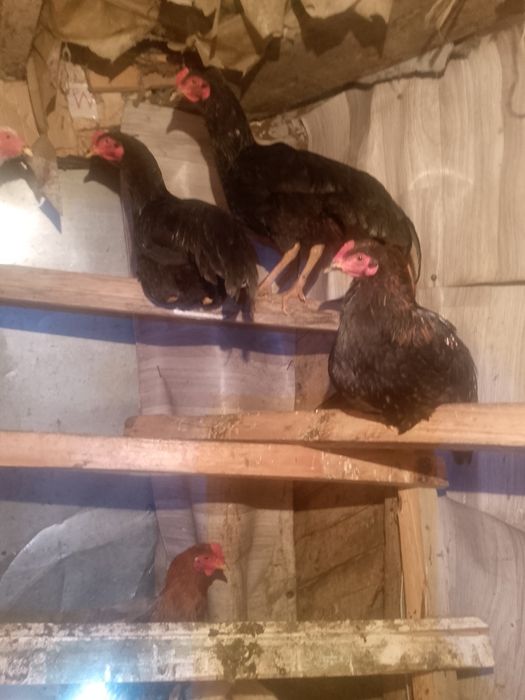 Чалгут сатлад 4 шт