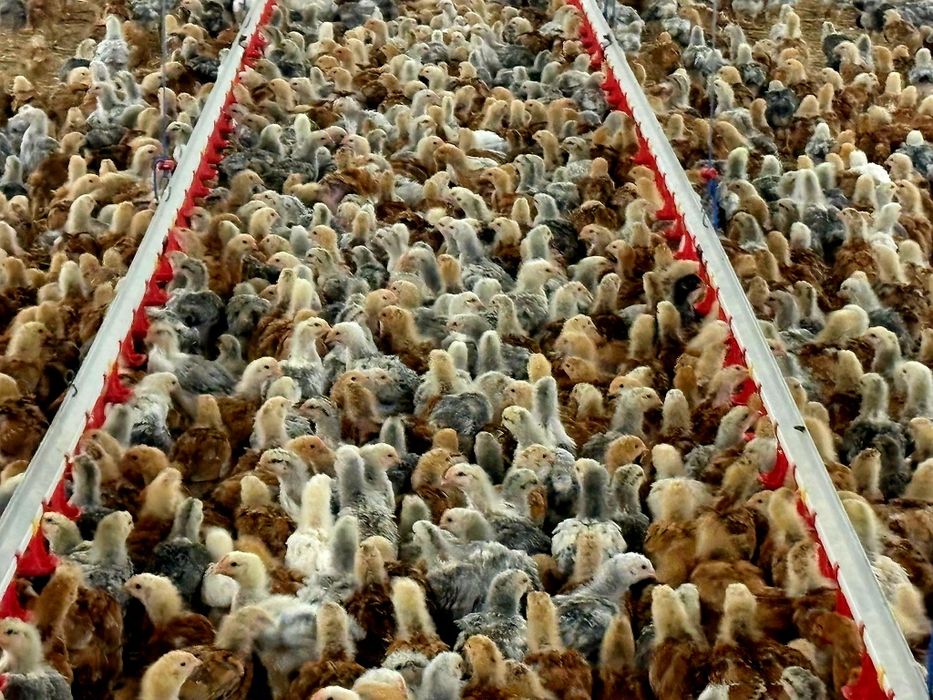 Pui rasă mixtă pentru carne și ouă