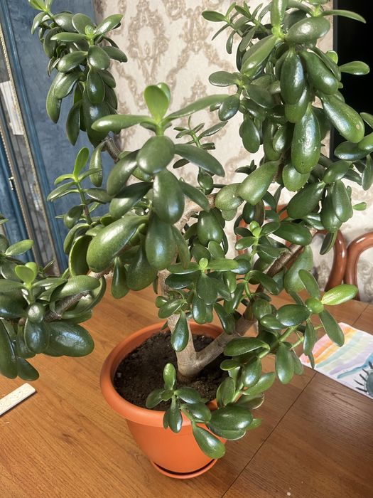 Денежное дерево (крассула)
