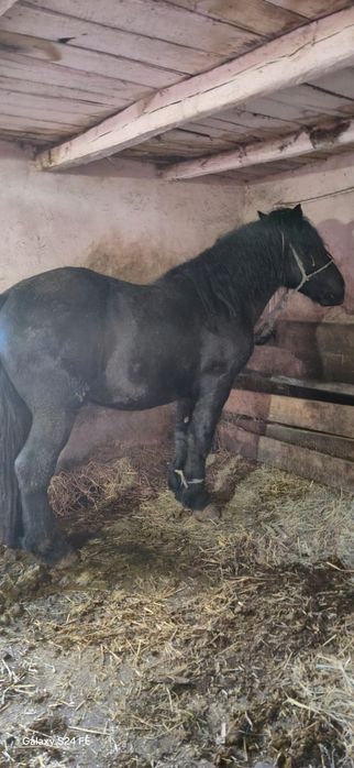 Vand manz de 2 ani sau schimb cu vaci vitei si tractoare romanesti