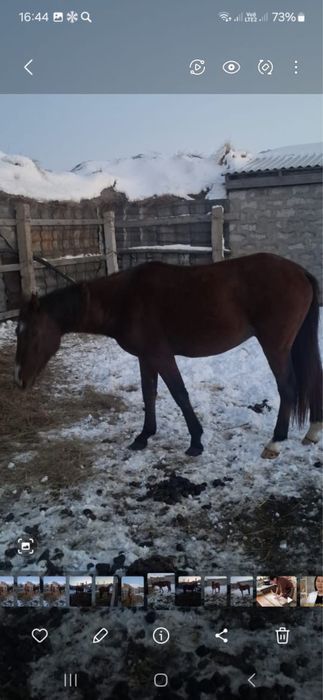 Айғыр үш жасар сатылады