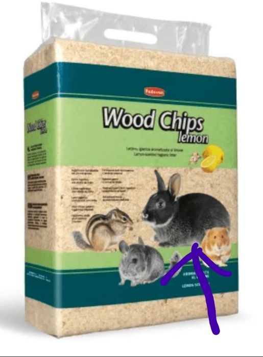 Iepurași de companie