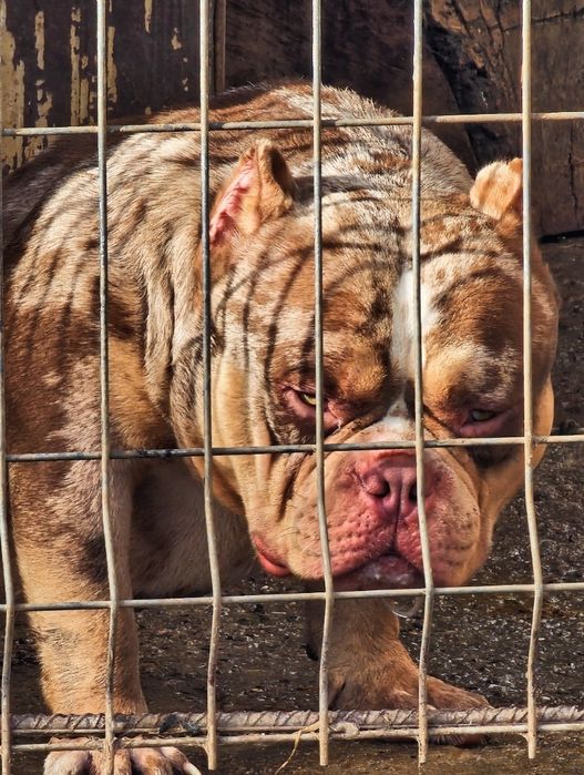 Продавам американско були покет