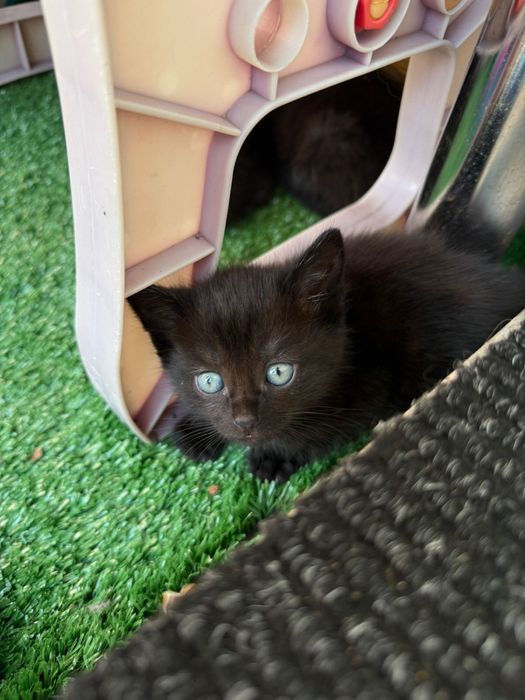 Котята ! отдам в любящие семьи
