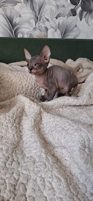 Котятки Донские Сфинксы.