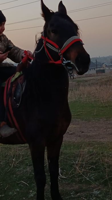 Осы таза қанды бие сатылады