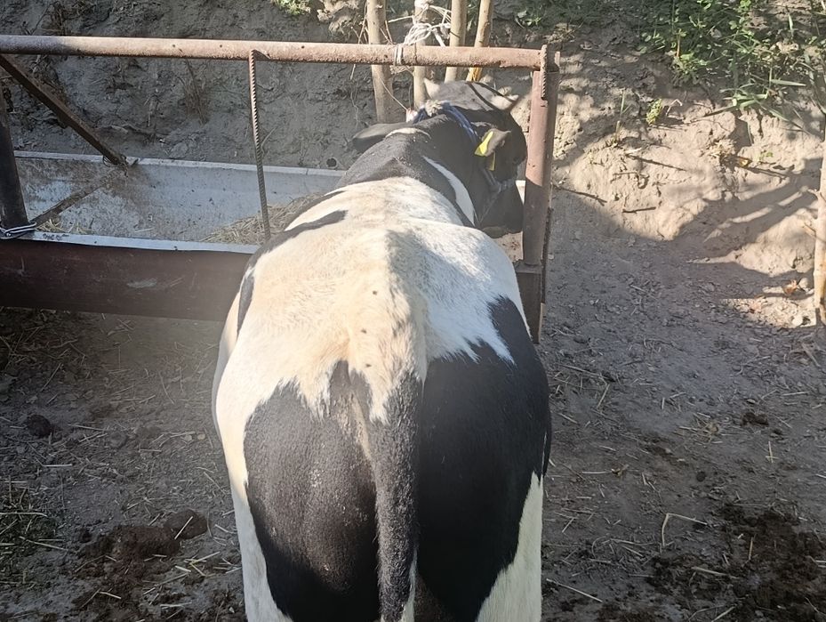 Smentalga gibrid buqa sotiladi