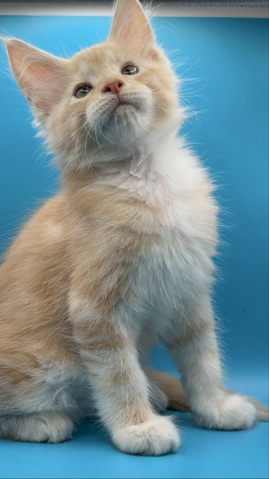 Продается котята моего Meynkun