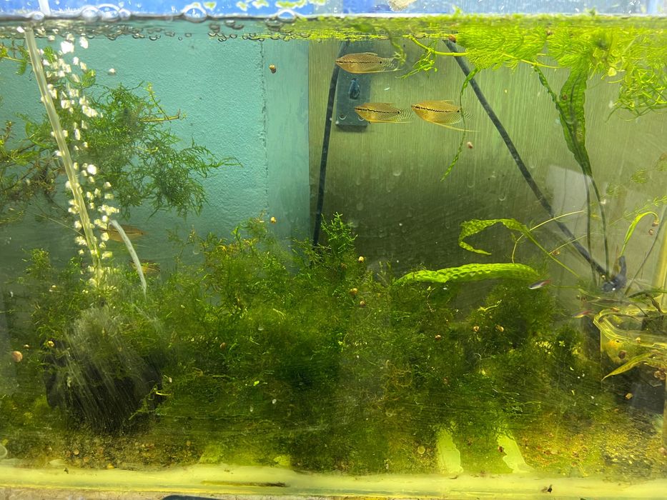 Балыктар сатылады