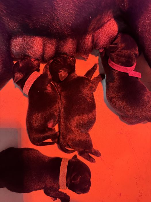 Стафордшир бул териер/ Stafordshir bull terrier