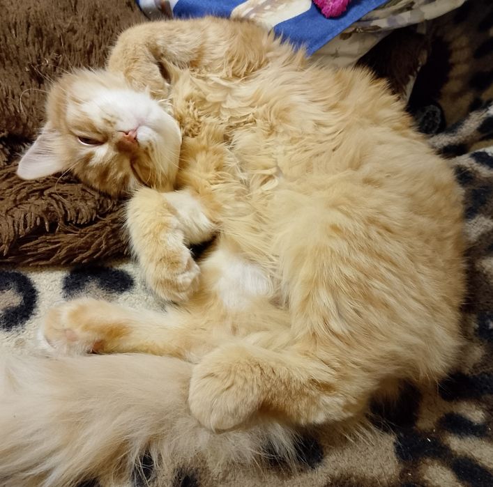 Отдам в хорошие руки