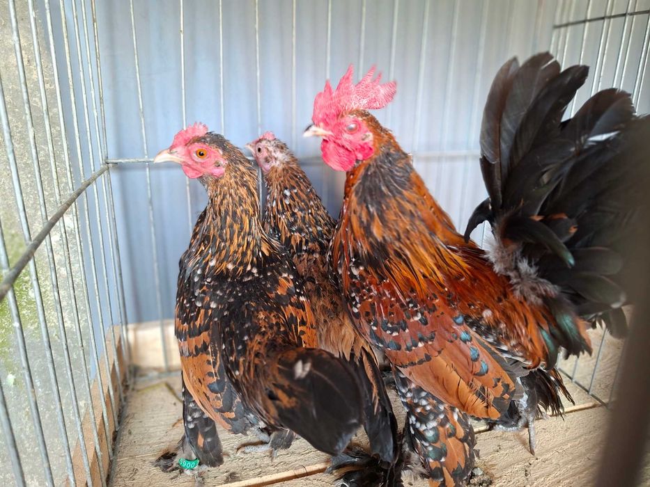 gaini Mii de Flori Auriu Portelan