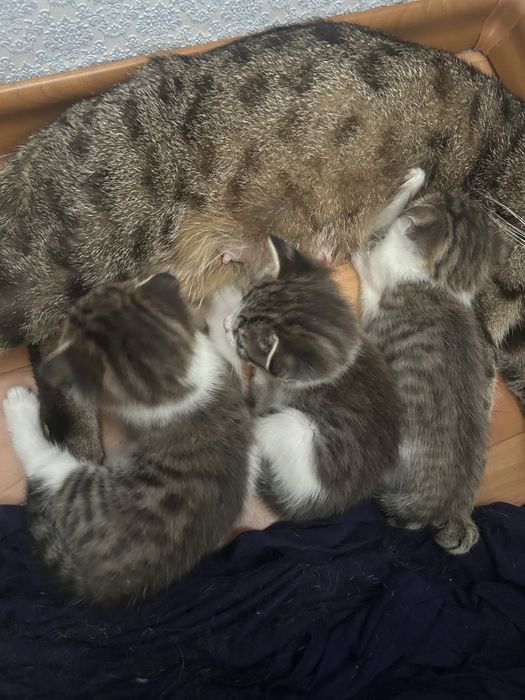 вислоухие котята