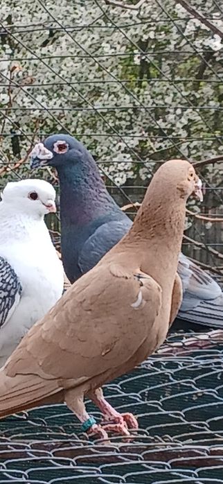 Pereche porumbei stil vechi