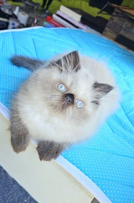 Котенца персийски