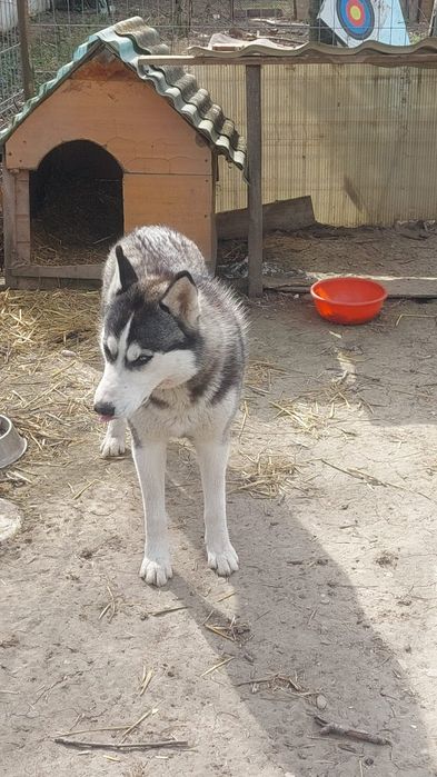 Donez Husky 1 an vaccinat microcipat