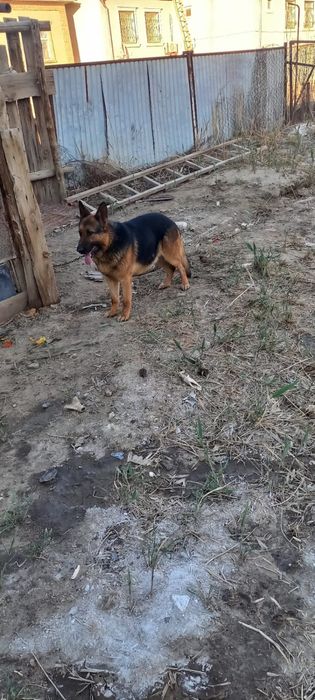 Немецкая овчарка