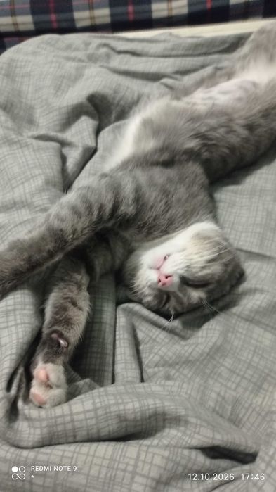 Найден кот!!! около 1.5 лет