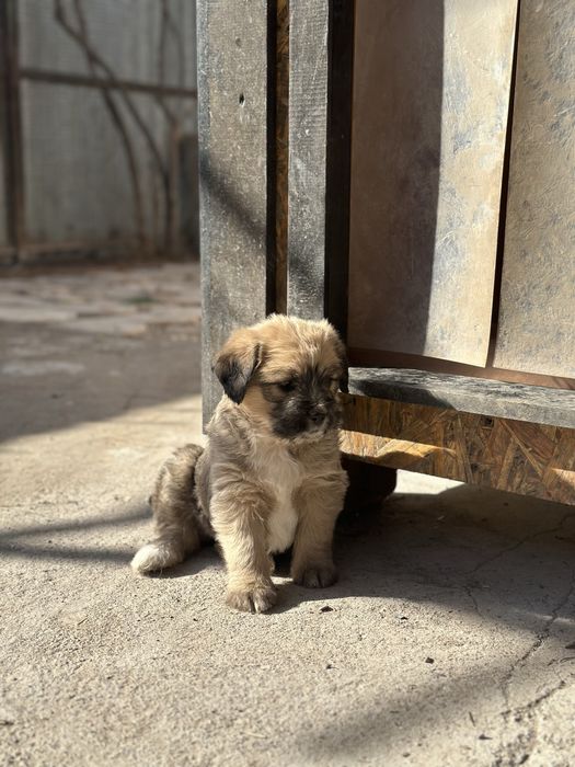 Пристраиваются шикарные щенки