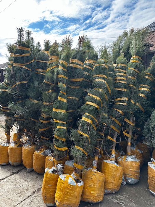 Саженцы көшет барлық түрлері бар