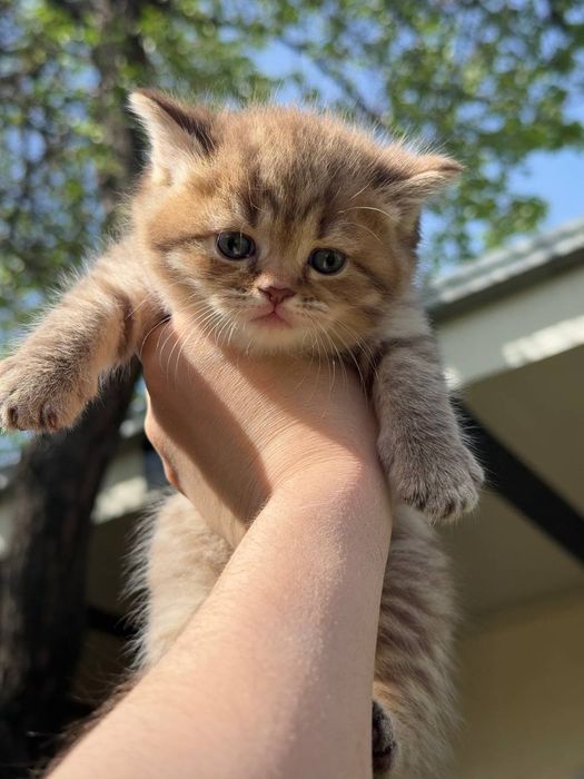 Мушукчалар сотилади!