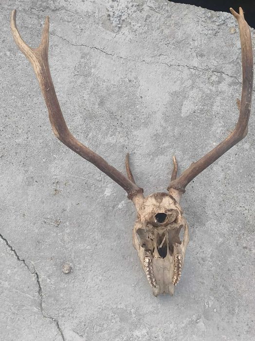Еленски рога 90х60 см – голям трофей, изгодно