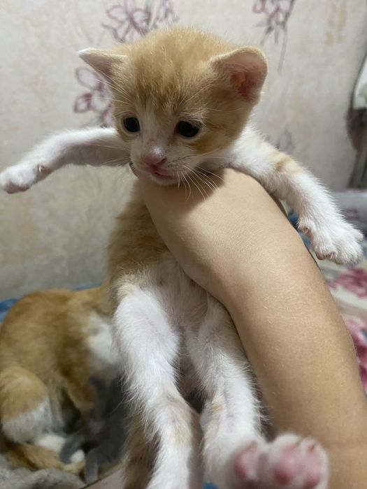 Отдам котят даром