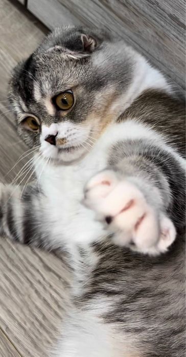 Кот Скоттиш фолд В ДОБРЫЕ РУКИ!