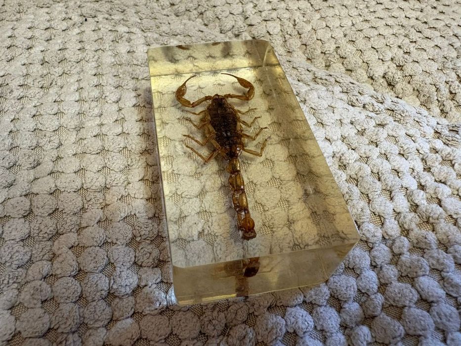 Продам набор насекомых в смоле.