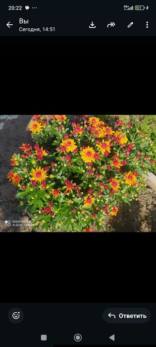 Продам черенки Мультифлоры