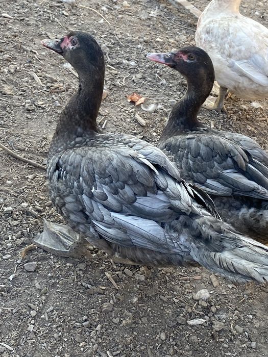 Лавандовые селезень шипуны